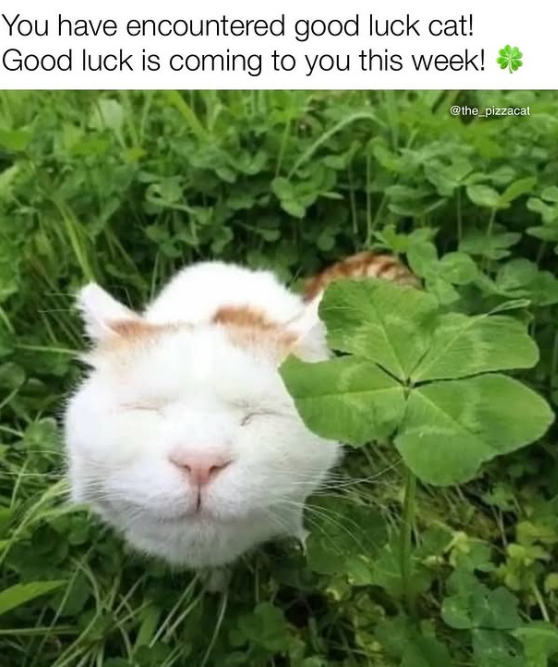 You have encountered good luck cat! Good luck is coming to you this week! @the_pizzacat