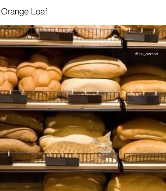 Orange Loaf @the_pizzacat