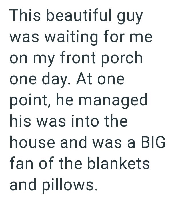 This beautiful guy was waiting for me on my front porch one day. At one point, he managed his was into the house and was a BIG fan of the blankets and pillows.