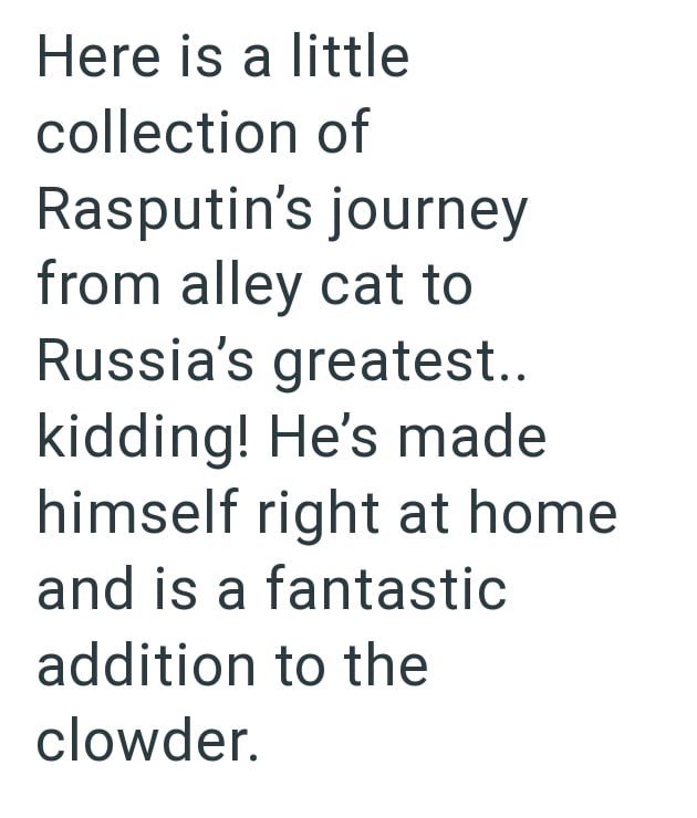 Here is a little collection of Rasputin's journey from alley cat to Russia's greatest.. kidding! He's made himself right at home and is a fantastic addition to the clowder.