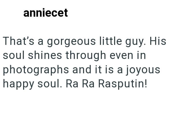 anniecet That's a gorgeous little guy. His soul shines through even in photographs and it is a joyous happy soul. Ra Ra Rasputin!