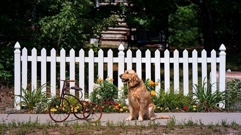 A dog sitting on a sidewalk with a white picket fence behind