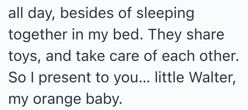 all day, besides of sleeping together in my bed. They share toys, and take care of each other. So I present to you... little Walter, my orange baby.