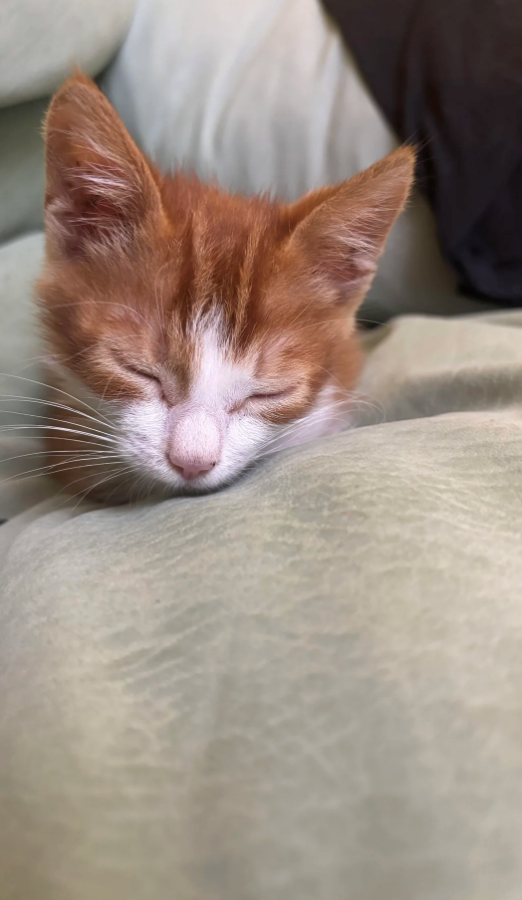 Cheezburger Image 10621408768