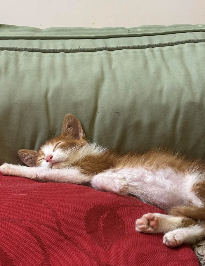 Cheezburger Image 10621409536