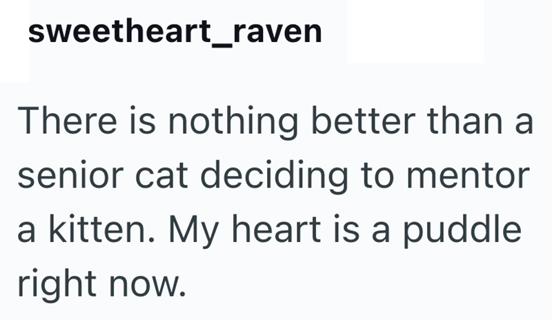 sweetheart_raven There is nothing better than a senior cat deciding to mentor a kitten. My heart is a puddle right now.