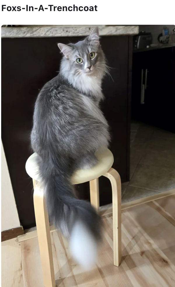 Foxs-In-A-Trenchcoat