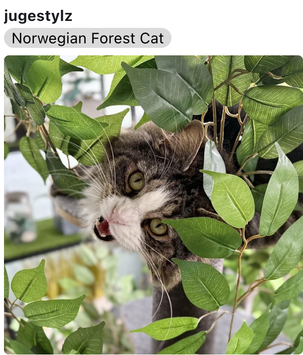 jugestylz Norwegian Forest Cat