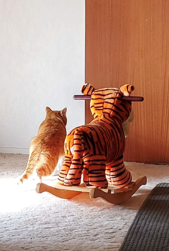 Cheezburger Image 10621415168