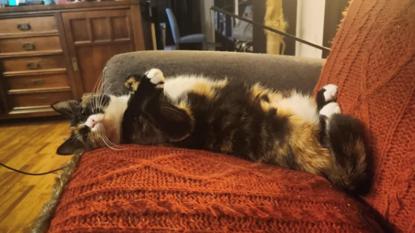 Cheezburger Image 10621416448