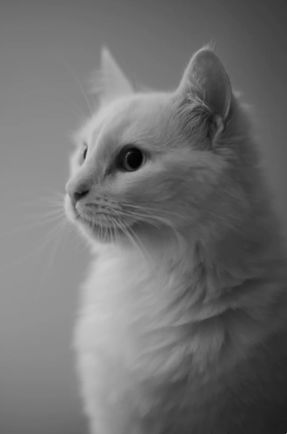 Cheezburger Image 10621417472