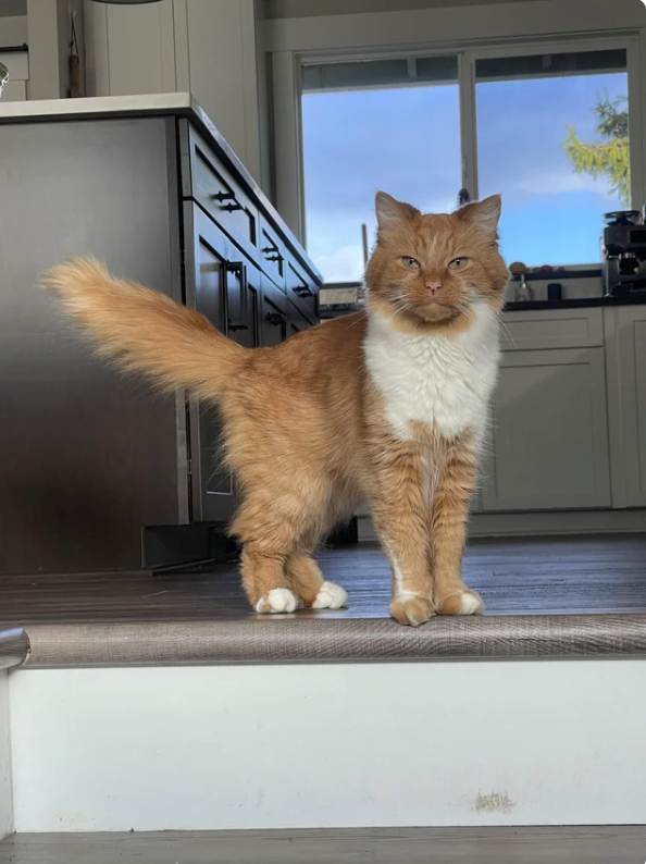 Cheezburger Image 10621417984