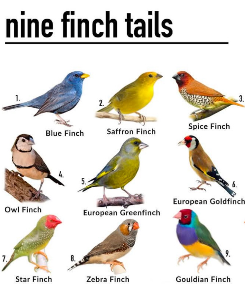 nine finch tails 1. 2. Spice Finch Blue Finch Saffron Finch 4. 5. 3. European Goldfinch Owl Finch European Greenfinch 9. 7. Star Finch Zebra Finch Gouldian Finch