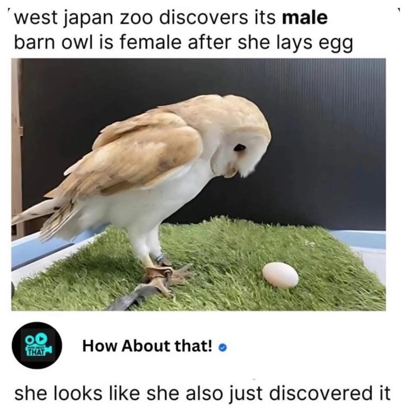 west japan zoo discovers its male barn owl is female after she lays egg THAT How About that! she looks like she also just discovered it
