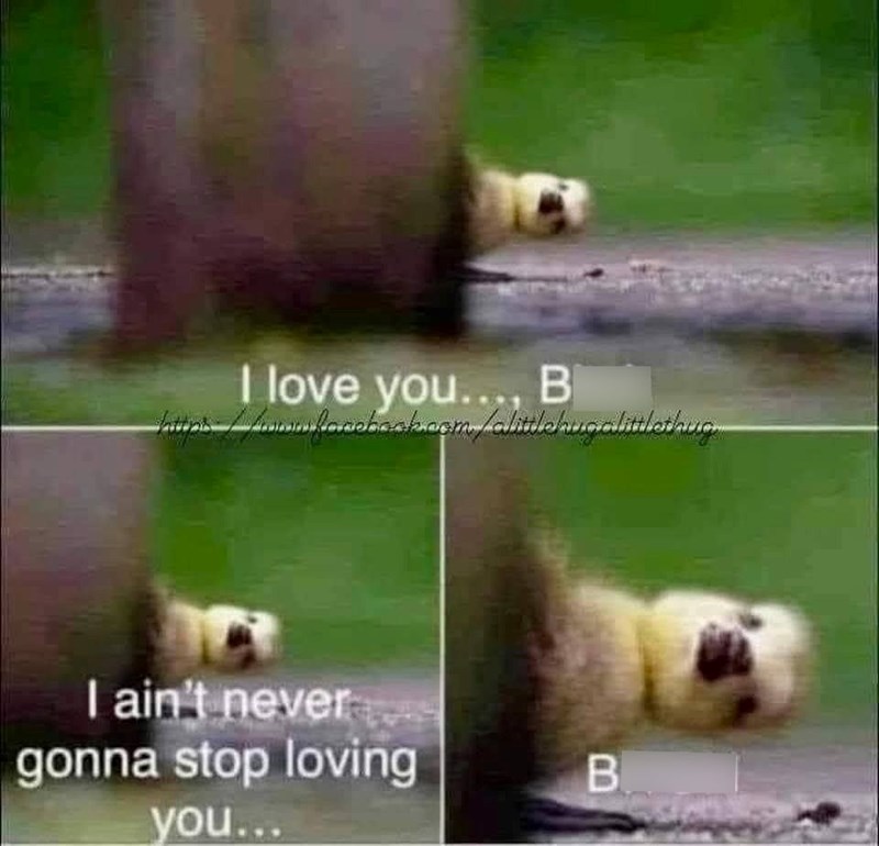 I love you..., B I ain't never gonna stop loving you... B