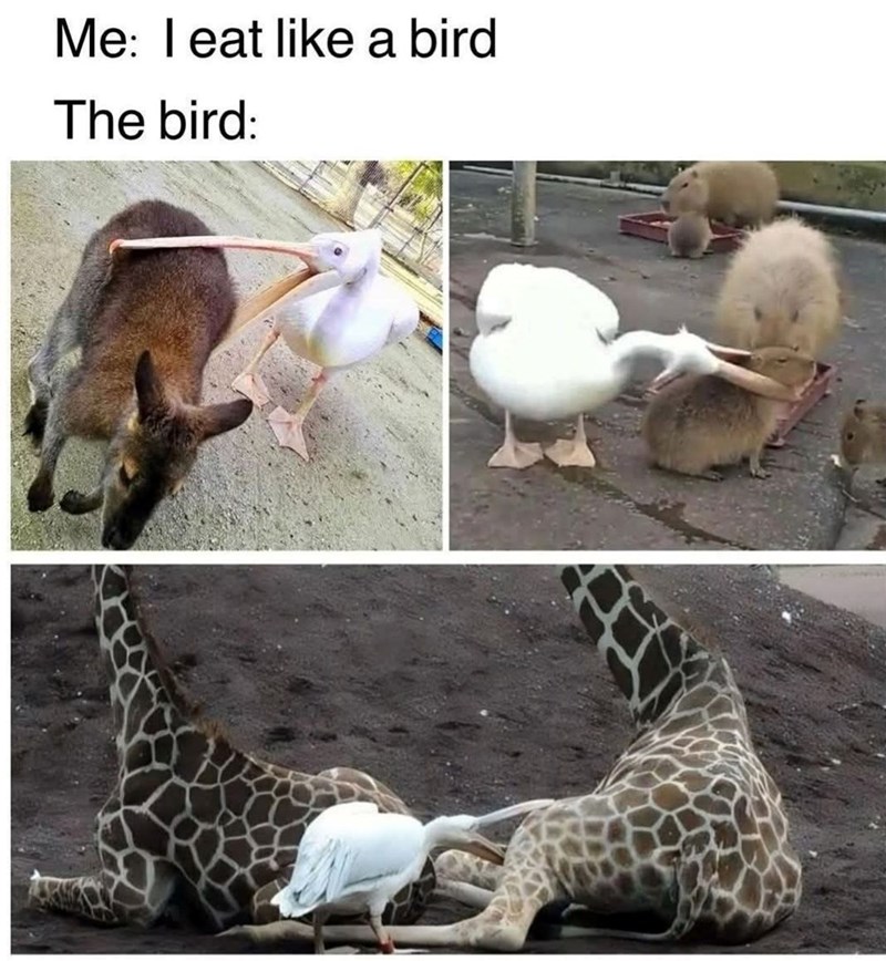Me: I eat like a bird The bird: