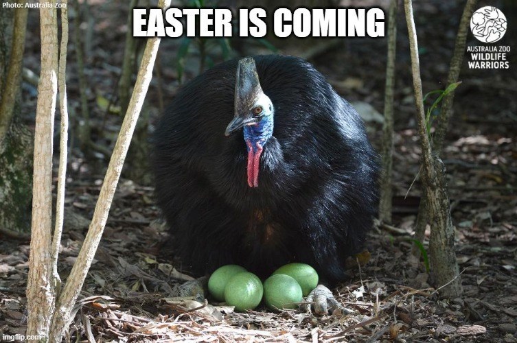 Photo: Australia Zoo imgflip.com EASTER IS COMING AUSTRALIA ZOO WILDLIFE WARRIORS