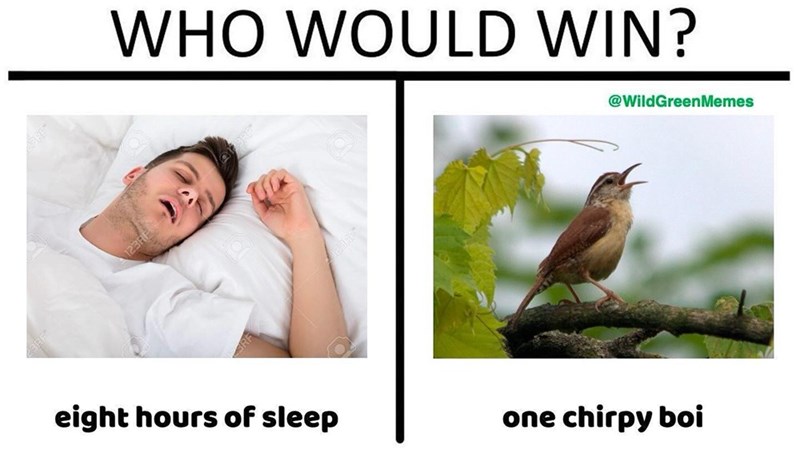 123RF WHO WOULD WIN? @WildGreenMemes eight hours of sleep one chirpy boi