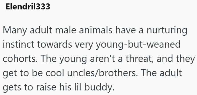 Elendril333 Many adult male animals have a nurturing instinct towards very young-but-weaned cohorts. The young aren't a threat, and they get to be cool uncles/brothers. The adult gets to raise his lil buddy.