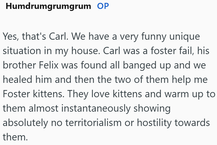 Humdrumgrumgrum OP Yes, that's Carl. We have a very funny unique situation in my house. Carl was a foster fail, his brother Felix was found all banged up and we healed him and then the two of them help me Foster kittens. They love kittens and warm up to them almost instantaneously showing absolutely no territorialism or hostility towards them.
