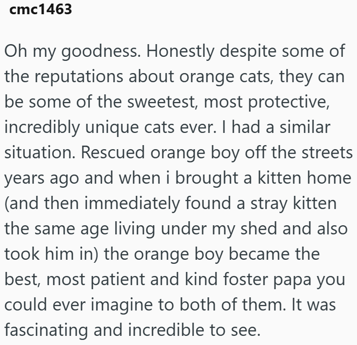 cmc1463 Oh my goodness. Honestly despite some of the reputations about orange cats, they can be some of the sweetest, most protective, incredibly unique cats ever. I had a similar situation. Rescued orange boy off the streets years ago and when i brought a kitten home (and then immediately found a stray kitten the same age living under my shed and also took him in) the orange boy became the best, most patient and kind foster papa you could ever imagine to both of them. It was fascinating and inc