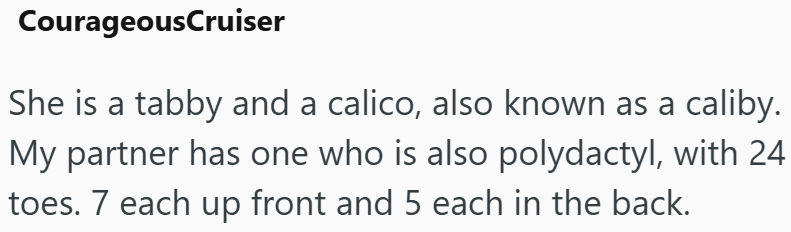 CourageousCruiser She is a tabby and a calico, also known as a caliby. My partner has one who is also polydactyl, with 24 toes. 7 each up front and 5 each in the back.