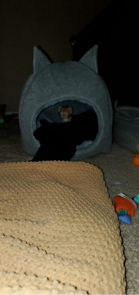 Cheezburger Image 10621433856