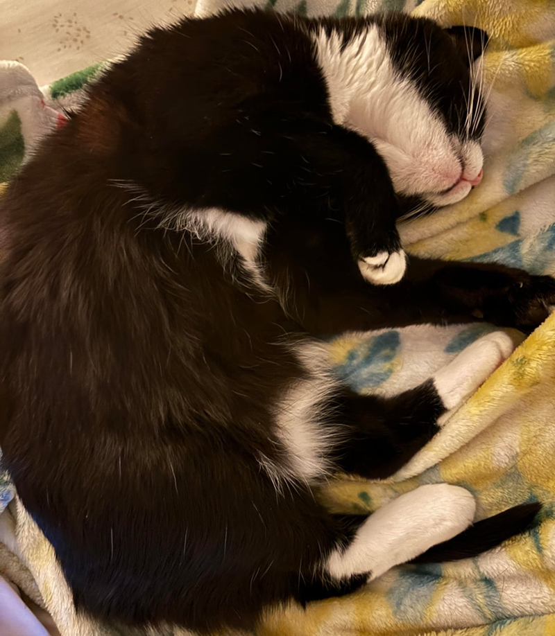 Cheezburger Image 10621436672