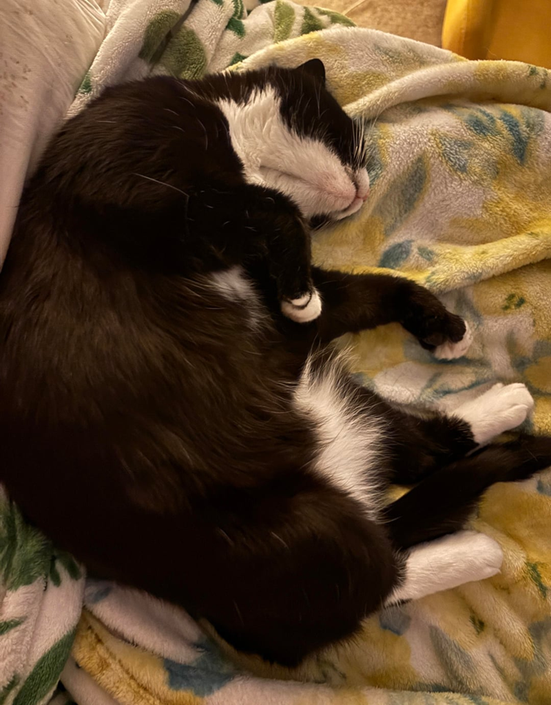 Cheezburger Image 10621437952