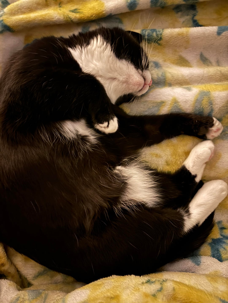 Cheezburger Image 10621438976