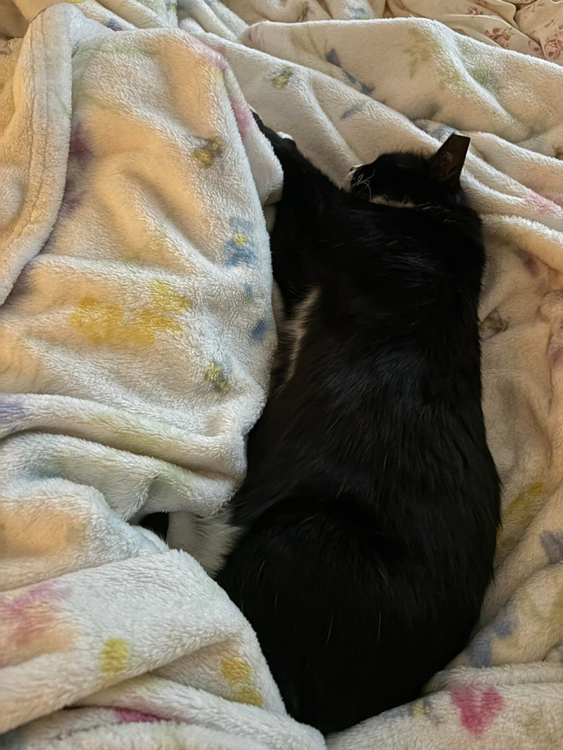 Cheezburger Image 10621440768