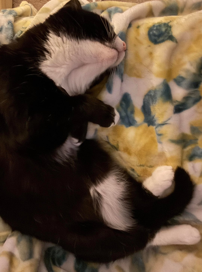 Cheezburger Image 10621441280