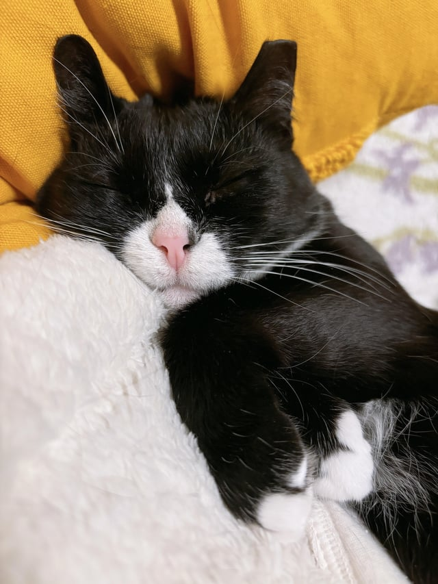 Cheezburger Image 10621443584