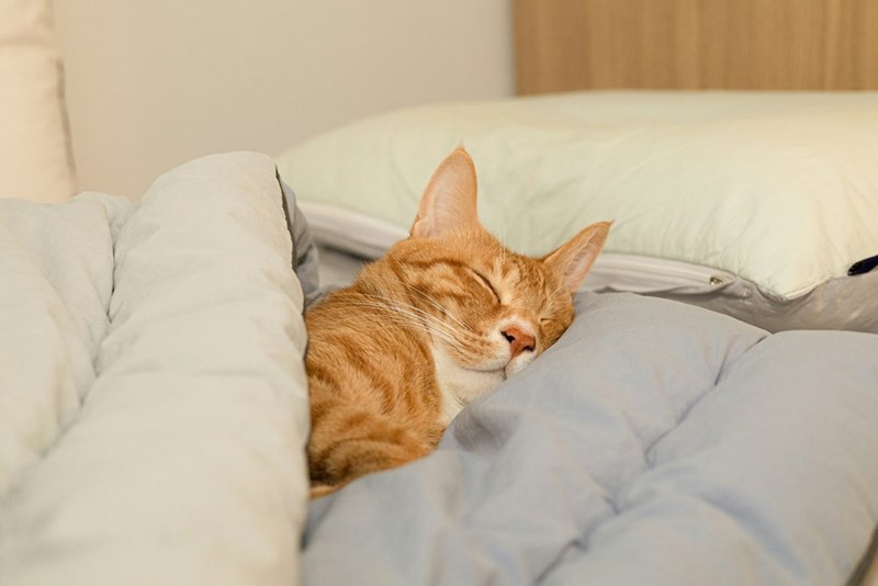 Picture of a ginger cat covered in blankets sleeping. 
