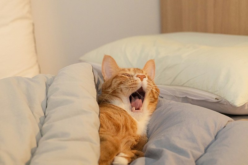 Picture of a ginger cat covered in blankets yawning. 