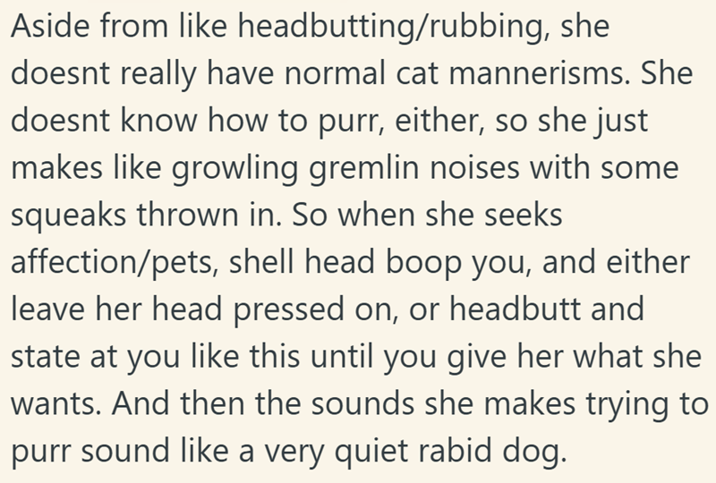 Aside from like headbutting/rubbing, she doesnt really have normal cat mannerisms. She doesnt know how to purr, either, so she just makes like growling gremlin noises with some squeaks thrown in. So when she seeks affection/pets, shell head boop you, and either leave her head pressed on, or headbutt and state at you like this until you give her what she wants. And then the sounds she makes trying to purr sound like a very quiet rabid dog.