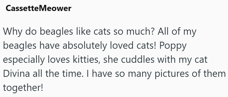 Cassette Meower Why do beagles like cats so much? All of my beagles have absolutely loved cats! Poppy especially loves kitties, she cuddles with my cat Divina all the time. I have so many pictures of them together!