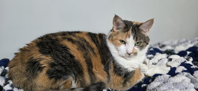 Cheezburger Image 10621452032