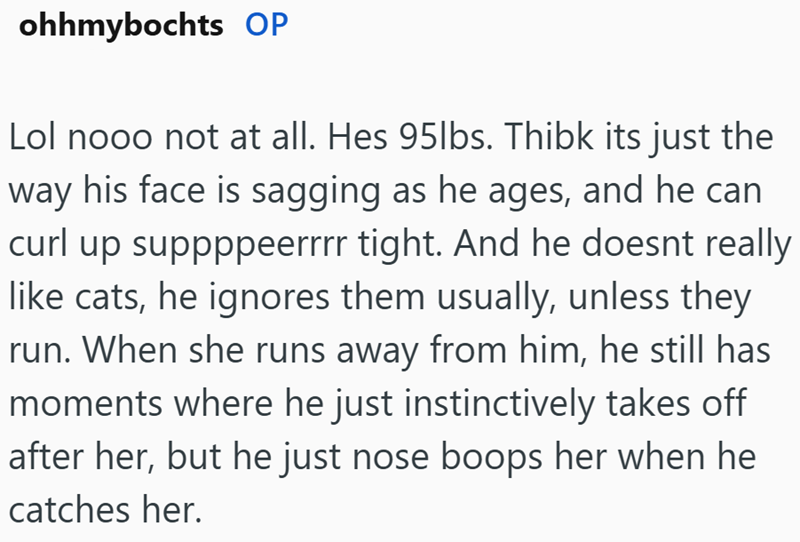 ohhmybochts OP Lol nooo not at all. Hes 95lbs. Thibk its just the way his face is sagging as he ages, and he can curl up suppppeerrrr tight. And he doesnt really like cats, he ignores them usually, unless they run. When she runs away from him, he still has moments where he just instinctively takes off after her, but he just nose boops her when he catches her.