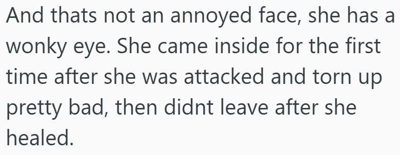 And thats not an annoyed face, she has a wonky eye. She came inside for the first time after she was attacked and torn up pretty bad, then didnt leave after she healed.