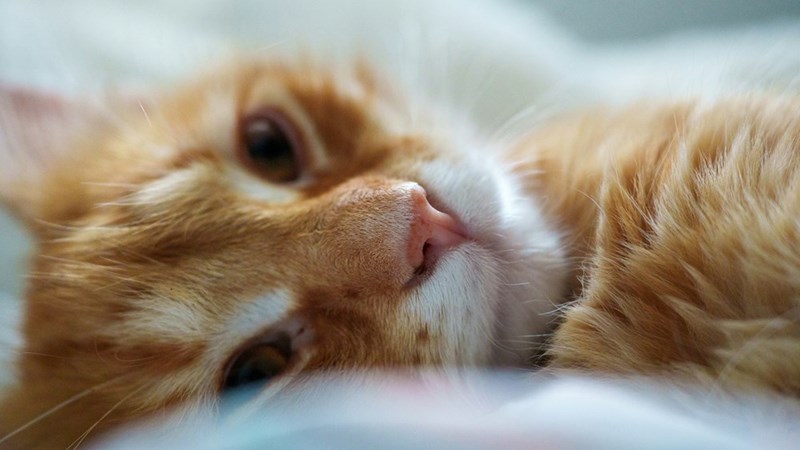 Closeup of a ginger cat. 
