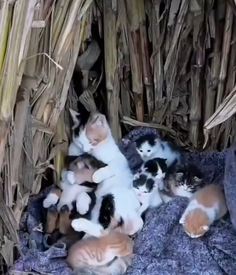 Cheezburger Image 10621457408