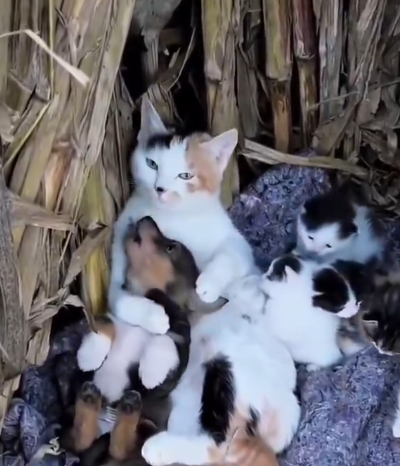 Cheezburger Image 10621457664