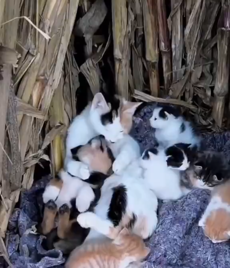 Cheezburger Image 10621457920