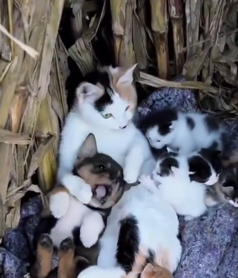 Cheezburger Image 10621458176