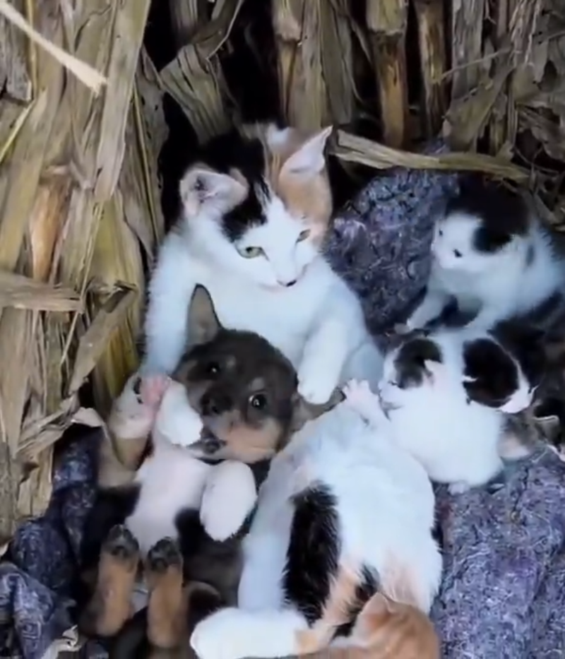 Cheezburger Image 10621458432