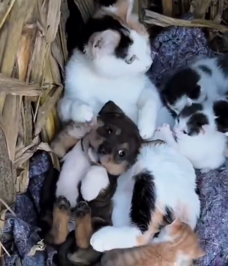 Cheezburger Image 10621458688