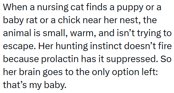 When a nursing cat finds a puppy or a baby rat or a chick near her nest, the animal is small, warm, and isn't trying to escape. Her hunting instinct doesn't fire because prolactin has it suppressed. So her brain goes to the only option left: that's my baby.