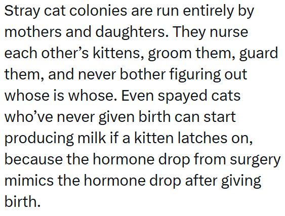 Stray cat colonies are run entirely by mothers and daughters. They nurse each other's kittens, groom them, guard them, and never bother figuring out whose is whose. Even spayed cats who've never given birth can start producing milk if a kitten latches on, because the hormone drop from surgery mimics the hormone drop after giving birth.