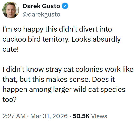 Darek Gusto @darekgusto I'm so happy this didn't divert into cuckoo bird territory. Looks absurdly cute! I didn't know stray cat colonies work like that, but this makes sense. Does it happen among larger wild cat species too? • 2:27 AM · Mar 31, 2026 50.5K Views .
